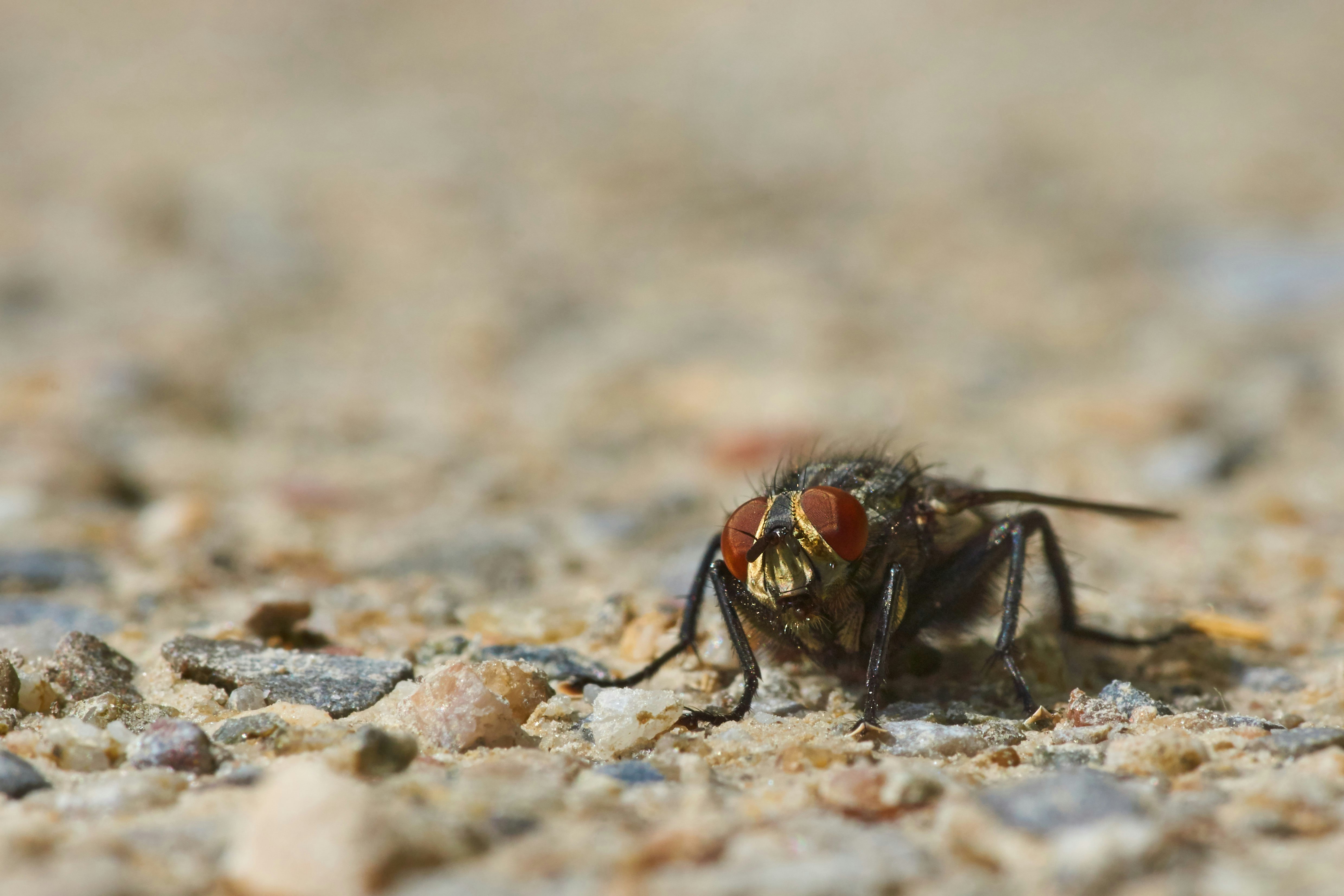 black fly on brown ground during daytime